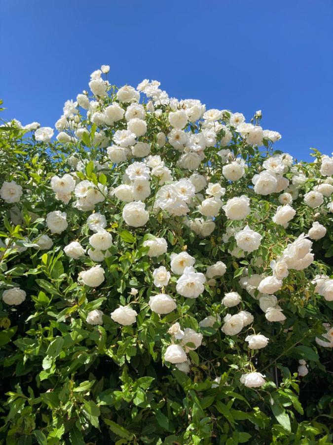 La Rosa Del Lago Bracciano  Exterior foto